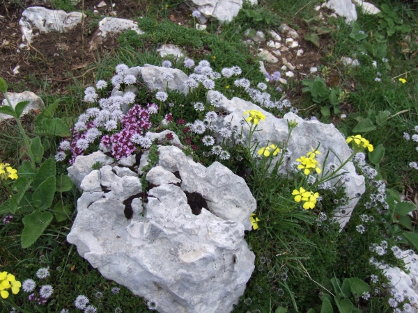 Thymus praecox?
